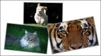 Magnifique Thèmes gratuits pour Windows 7 - Animaux : Chien - Chat - tigre