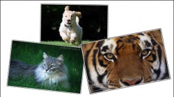 Thèmes Windows 7: Chiens, Chats & Tigres